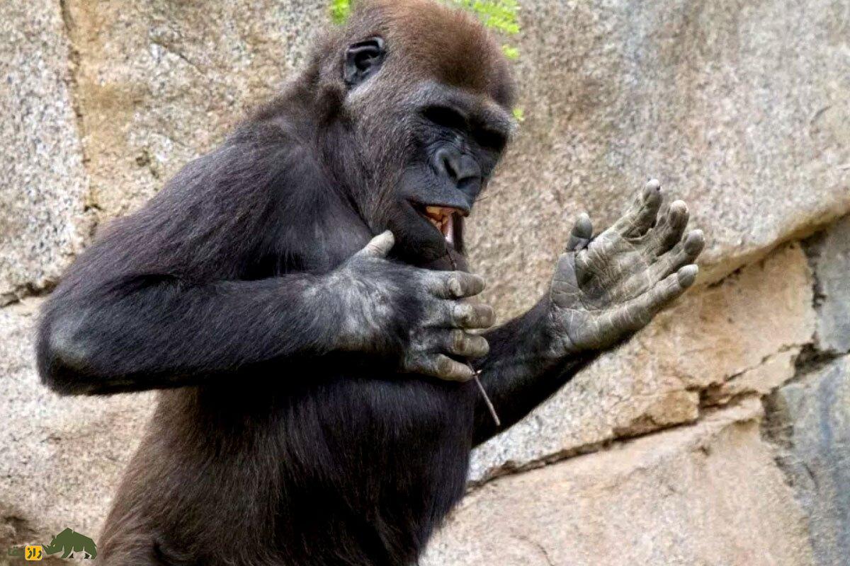 گوریل‌های نر