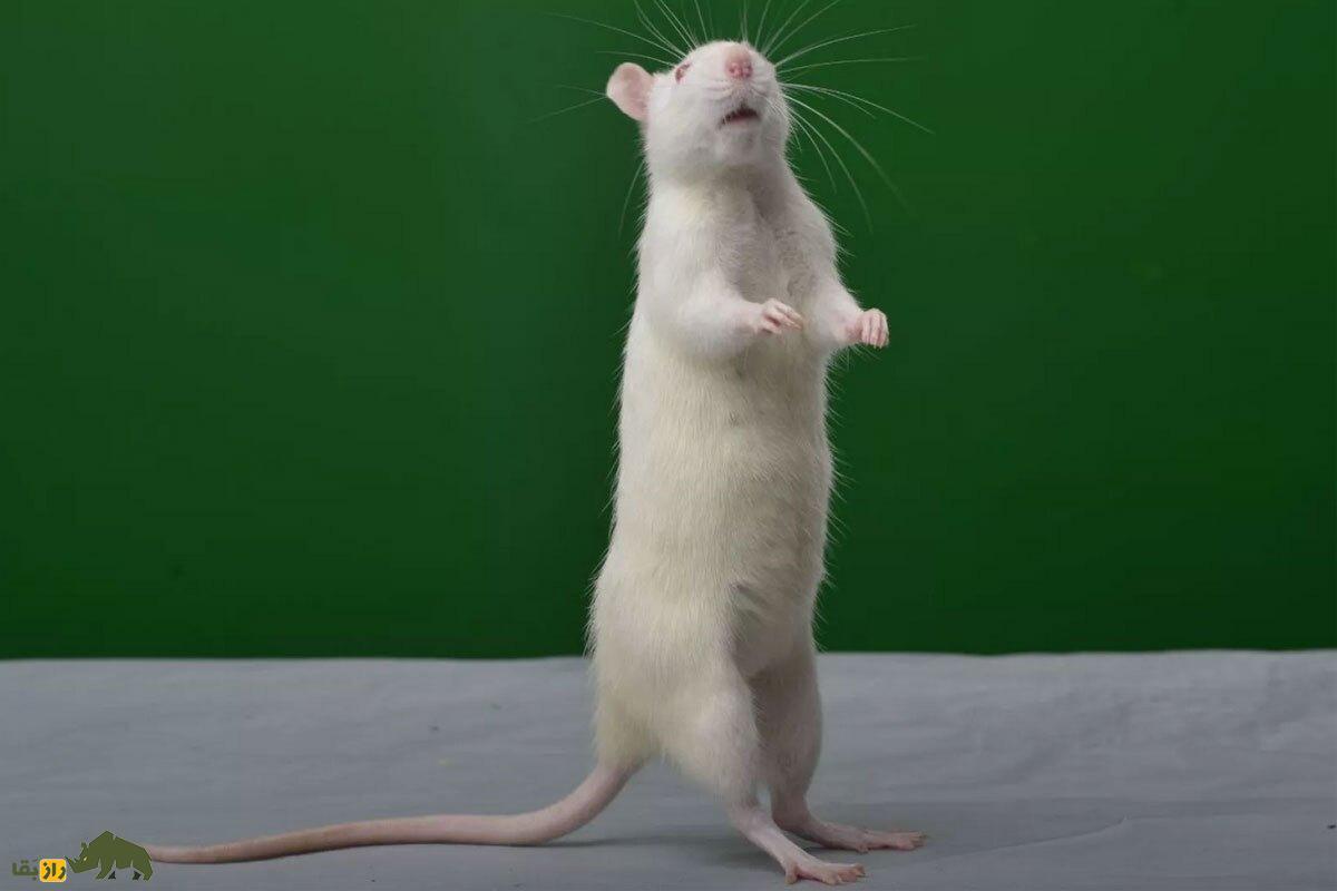 نتایج یک تحقیق: موش‌ها با آهنگ لیدی گاگا ضرب می‌گیرند!