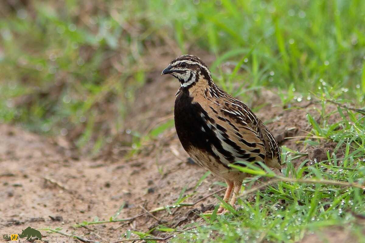 «بلدرچین بارانی»؛ پرنده‌ زیبای پاکستانی که نماد خشن‌ترین حکومت جهان شد!