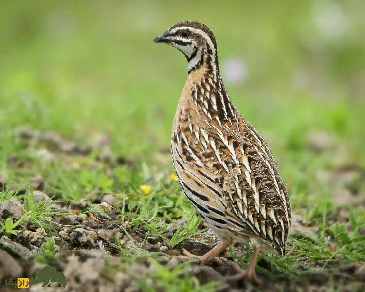 «بلدرچین بارانی» پاکستان؛ پرنده‌ای زیبا که نماد خمر‌های سرخ بود