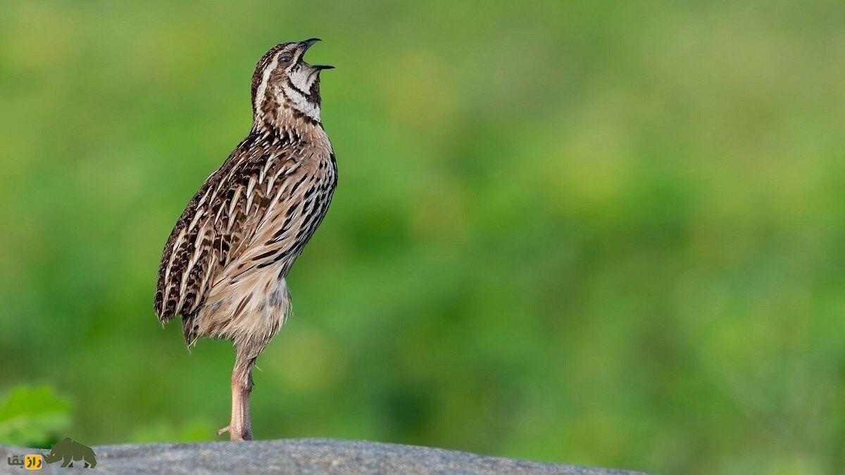 «بلدرچین بارانی» پاکستان؛ پرنده‌ای زیبا که نماد خمر‌های سرخ بود