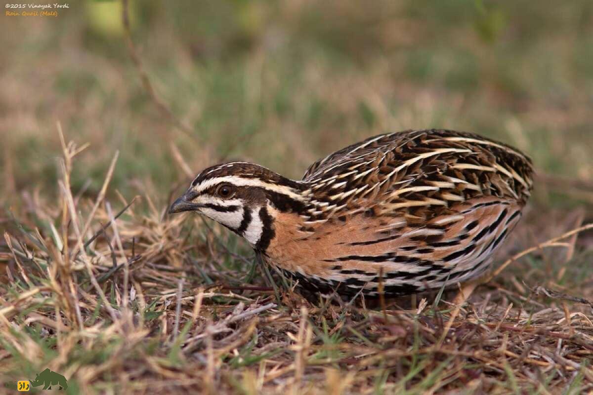 «بلدرچین بارانی» پاکستان؛ پرنده‌ای زیبا که نماد خمر‌های سرخ بود