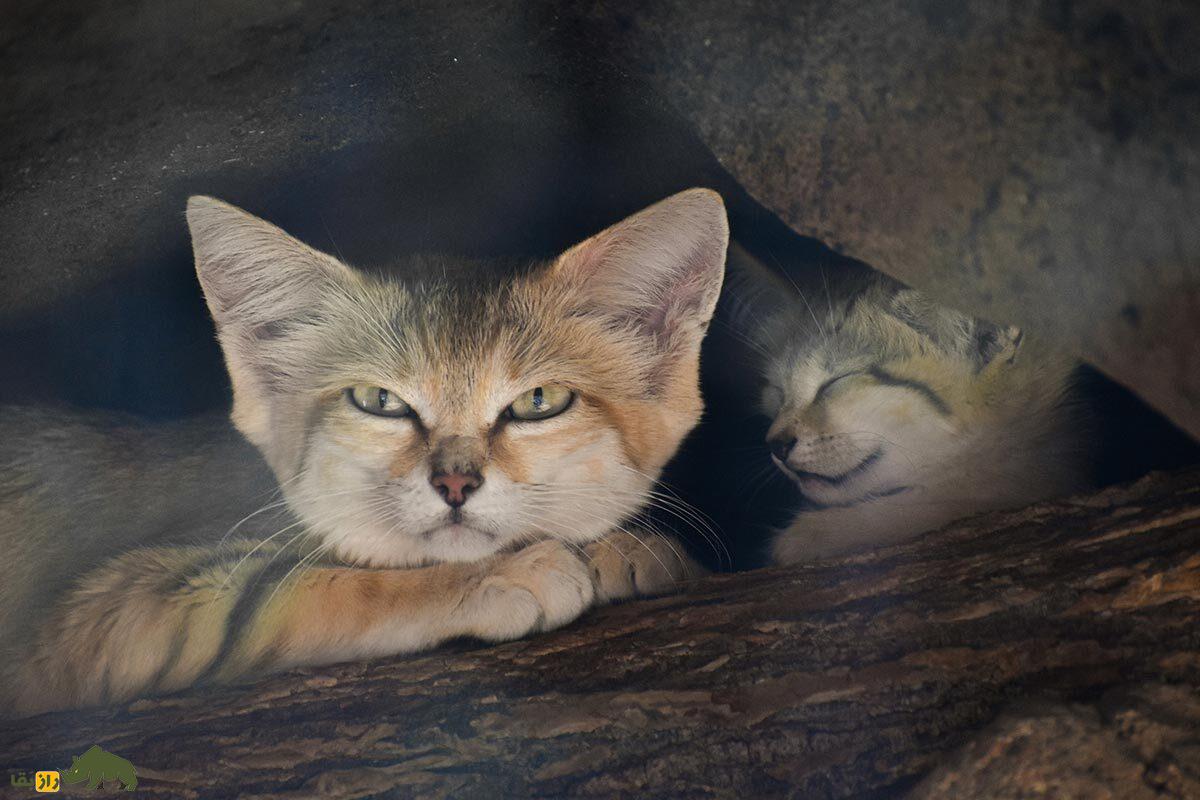 «گربه شنی»؛ حیوانی با چهره ملوس اما باطن خشن که نیازی به نوشیدن آب هم ندارد!