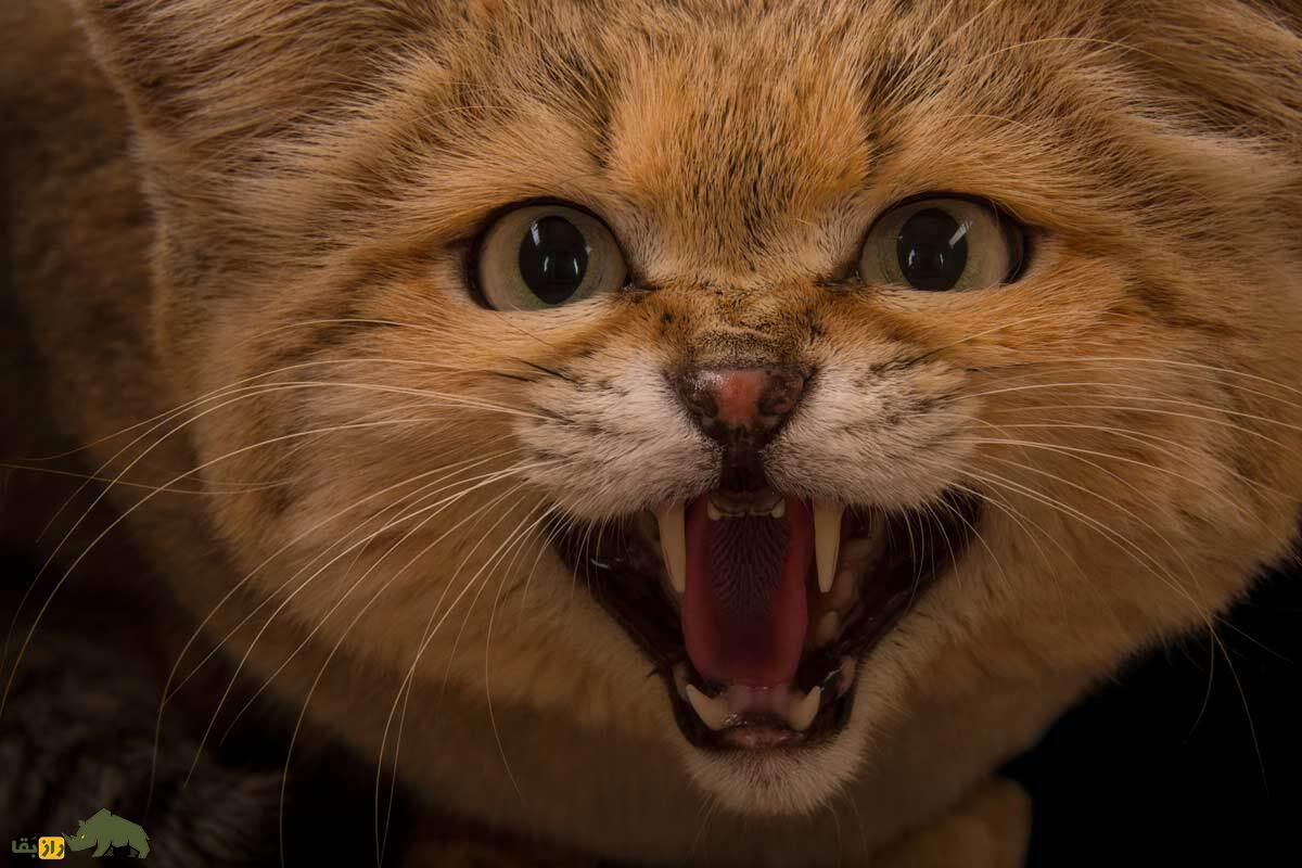 «گربه شنی»؛ حیوانی با چهره ملوس اما باطن خشن که نیازی به نوشیدن آب هم ندارد