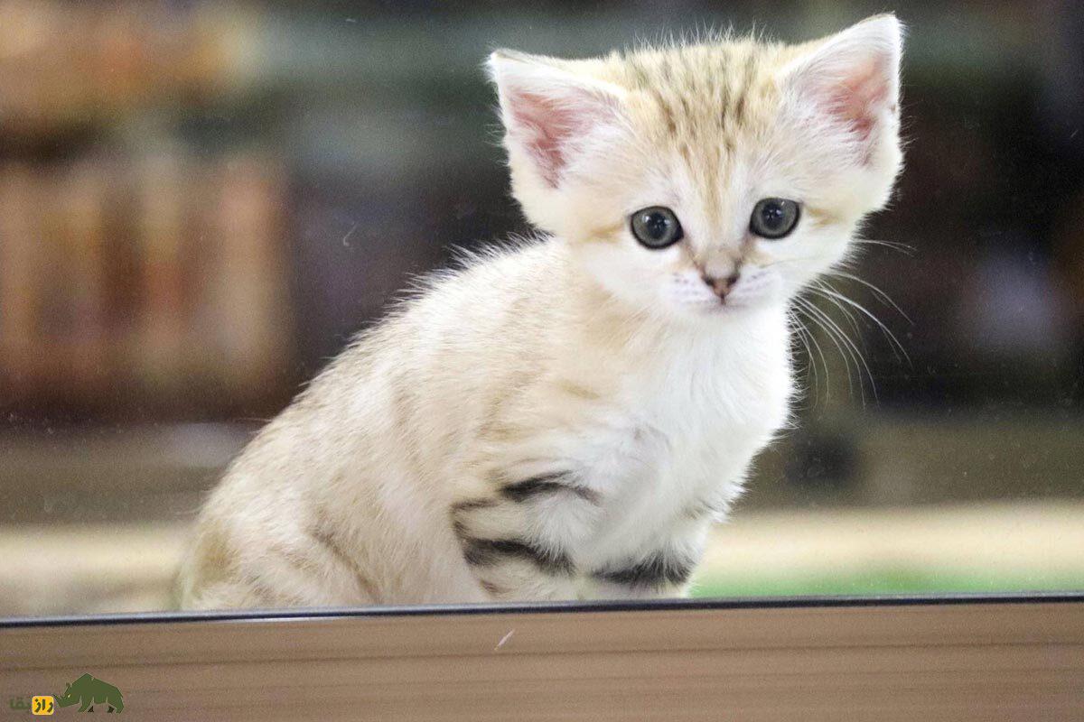 «گربه شنی»؛ حیوانی با چهره ملوس اما باطن خشن که نیازی به نوشیدن آب هم ندارد