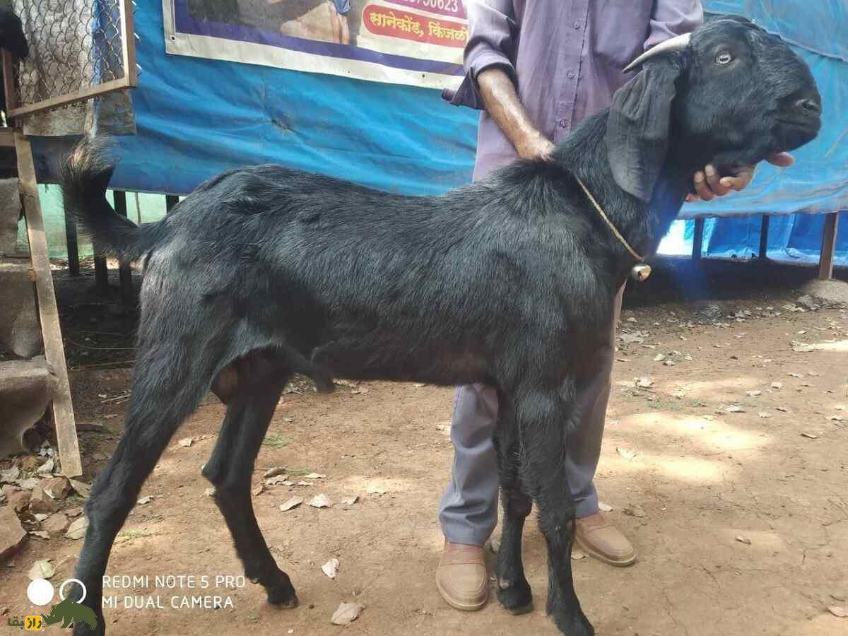 بز «عثمان‌آبادی»؛ بز سیاه در قدرتمند هندی که ایده‌آل دامداران است
