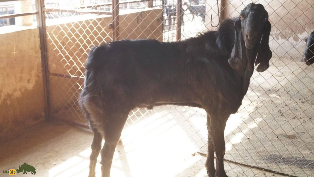 بز «عثمان‌آبادی»؛ بز سیاه در قدرتمند هندی که ایده‌آل دامداران است