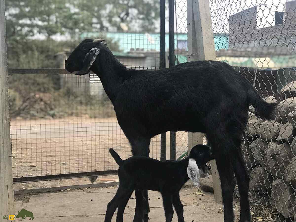 بز «عثمان‌آبادی»؛ بز سیاه در قدرتمند هندی که ایده‌آل دامداران است