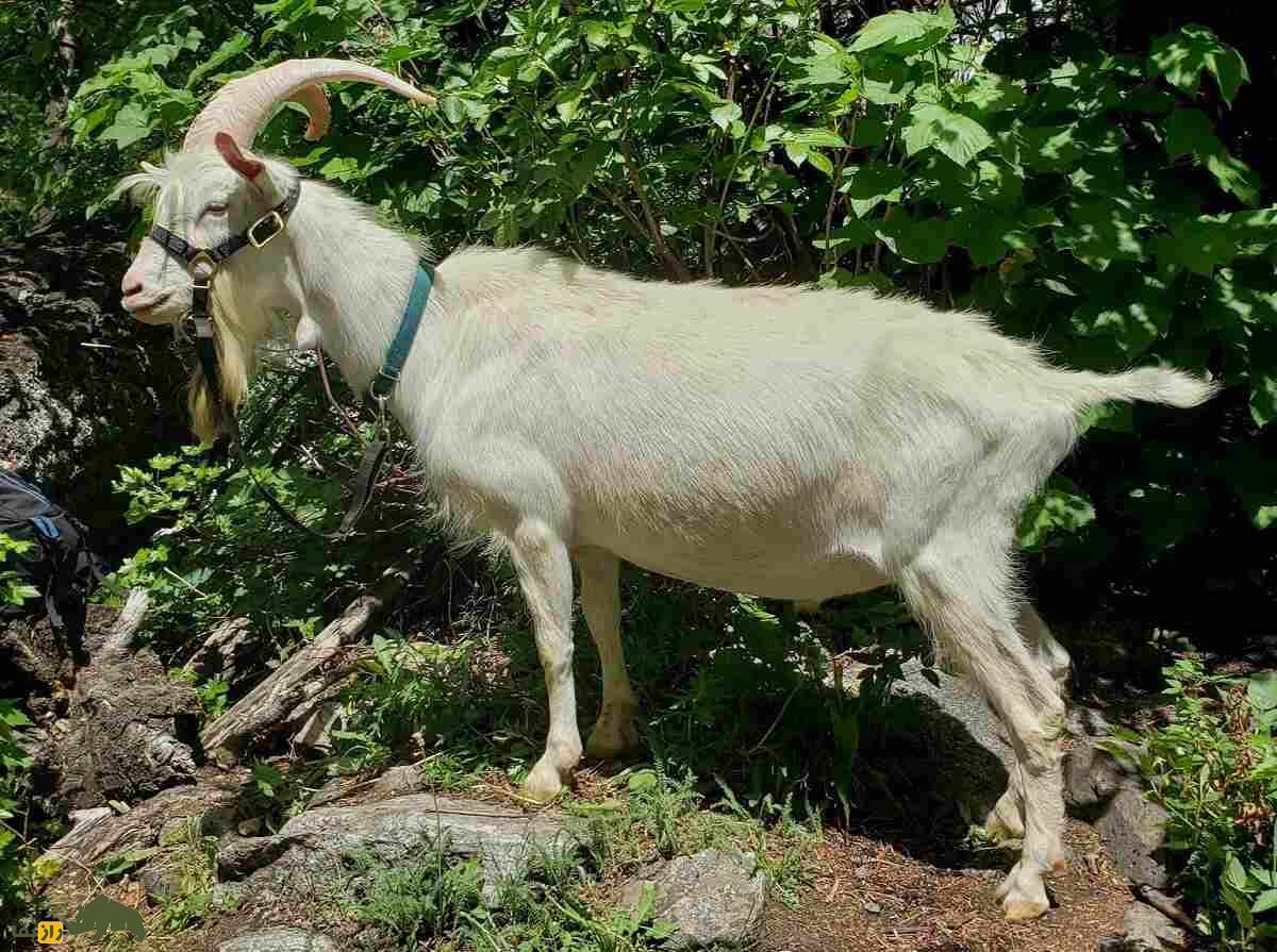 «بز سانِن»؛ بز سفید سوئیس معروف به «ملکه شیر» که روزی سه گالن شیر می‌دهد