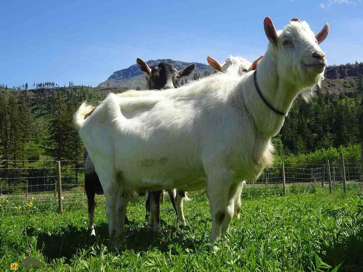 «بز سانِن»؛ بز سفید سوئیس معروف به «ملکه شیر» که روزی سه گالن شیر می‌دهد