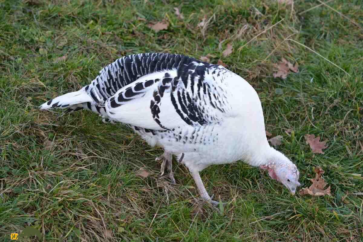 بوقلمون «رویال پالمز»؛ با زیباترین بوقلمون دنیا آشنا شوید