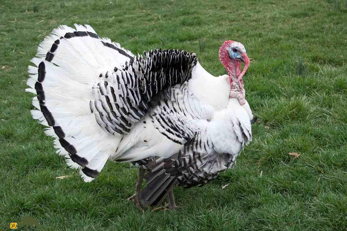 بوقلمون «رویال پالمز»؛ با زیباترین بوقلمون دنیا آشنا شوید