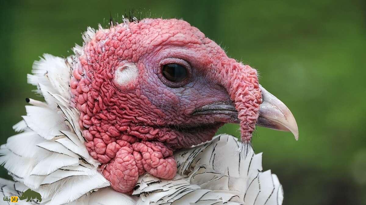 بوقلمون «رویال پالمز»؛ با زیباترین بوقلمون دنیا آشنا شوید