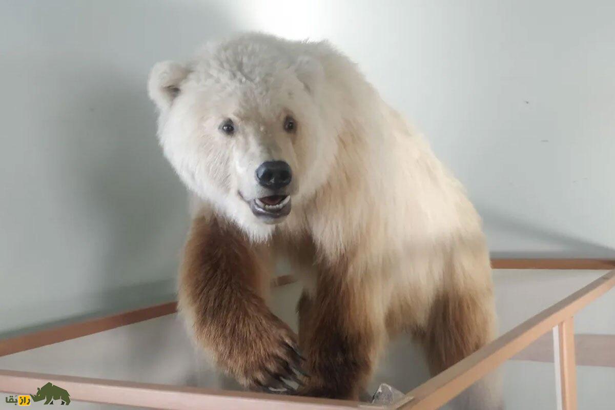 «پیزلی» خرس دورگه کمیاب که محصول جفت‌گیری گریزلی و خرس قطبی است