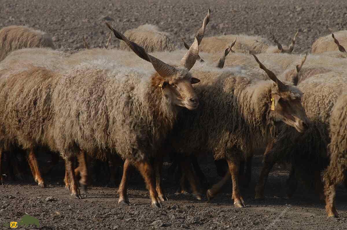 گوسفند «راکا»؛ گوسفندی مجارستانی که عجیب‌ترین شاخ جهان را دارد
