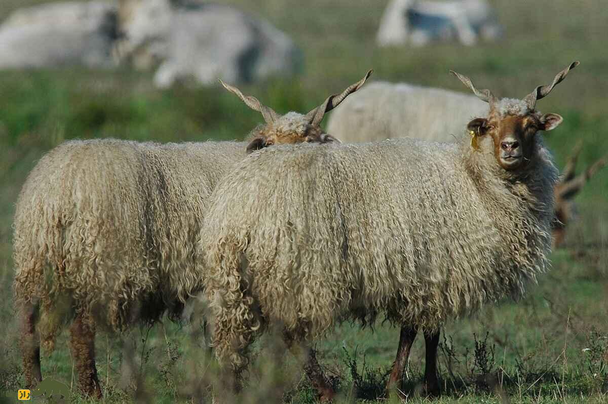گوسفند «راکا»؛ گوسفند مجارستانی با شاخ‌های عجیب و مارپیچ