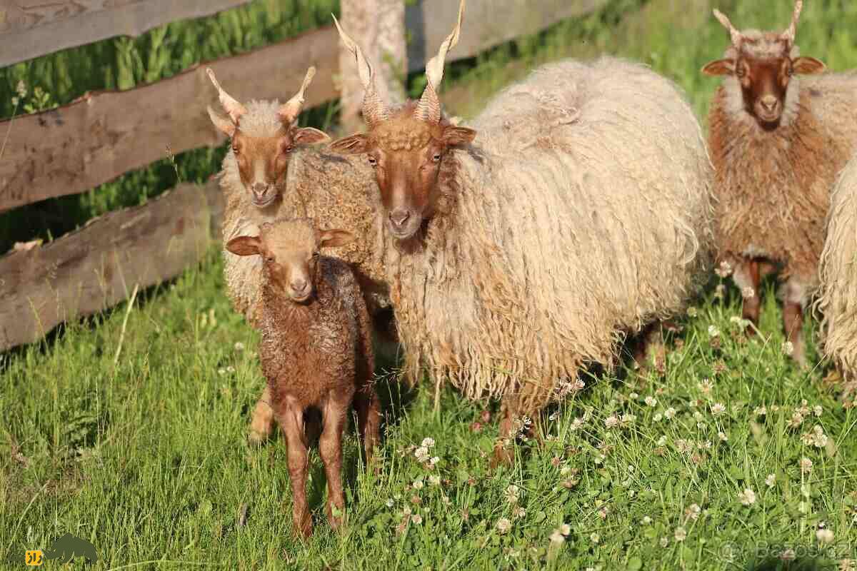 گوسفند «راکا»؛ گوسفند مجارستانی با شاخ‌های عجیب و مارپیچ