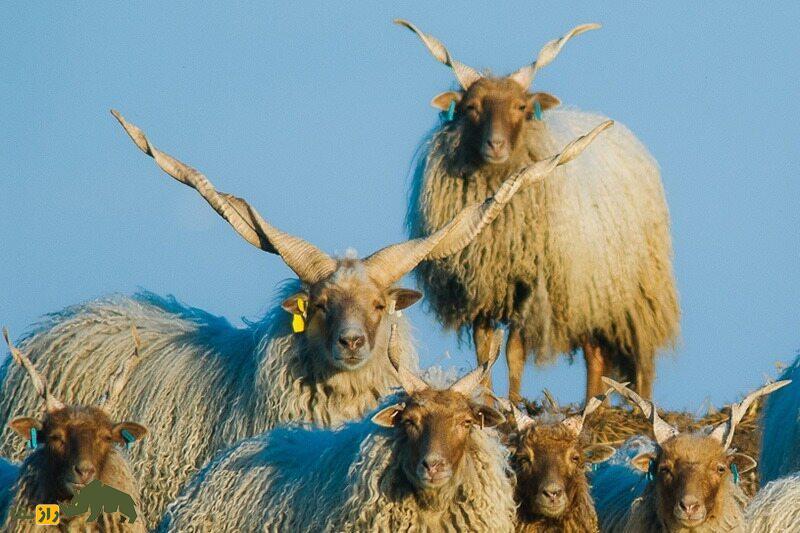 گوسفند «راکا»؛ گوسفند مجارستانی با شاخ‌های عجیب و مارپیچ