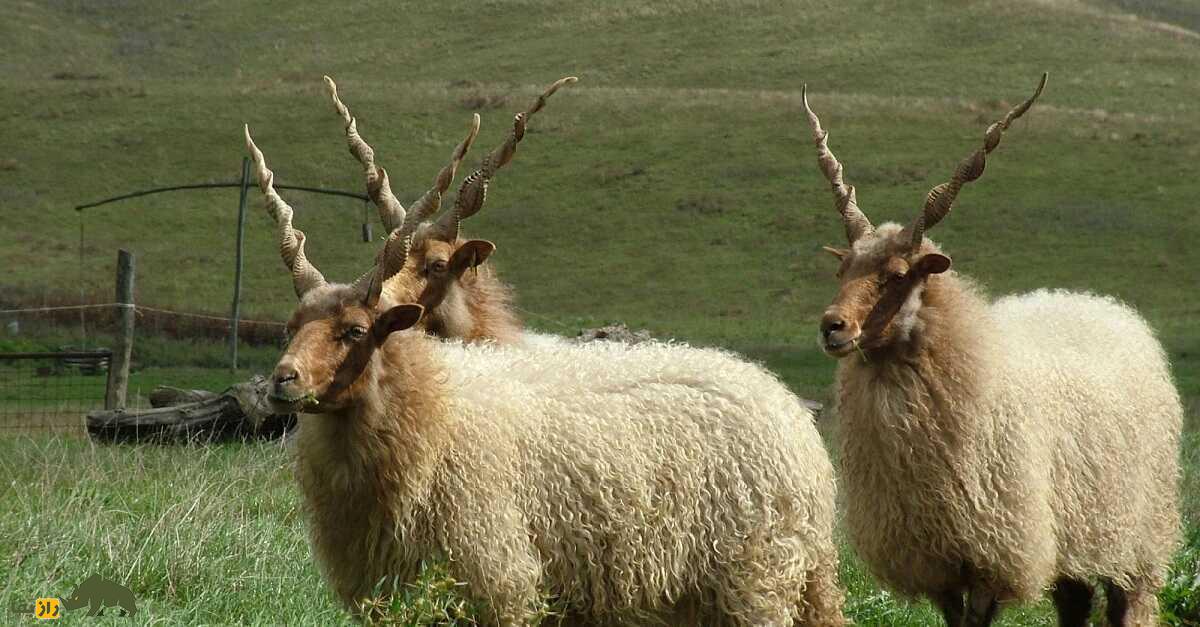 گوسفند «راکا»؛ گوسفند مجارستانی با شاخ‌های عجیب و مارپیچ