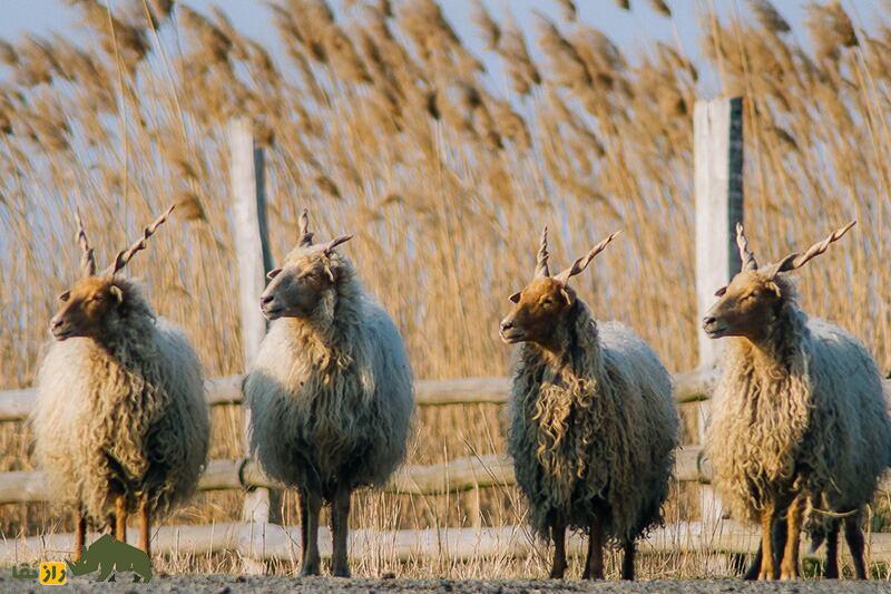 گوسفند «راکا»؛ گوسفند مجارستانی با شاخ‌های عجیب و مارپیچ