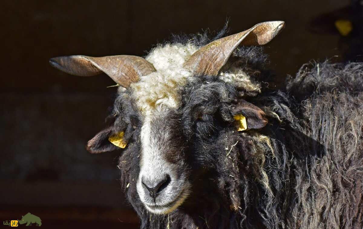 گوسفند «راکا»؛ گوسفند مجارستانی با شاخ‌های عجیب و مارپیچ