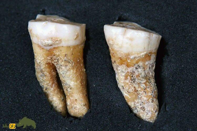 آیا انسان‌های اولیه یکدیگر را می‌بوسیدند؟