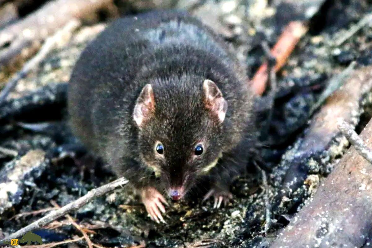 مرگ موش‌های کیسه‌دار پس از ۱۴ ساعت جفت‌گیری طاقت‌فرسا
