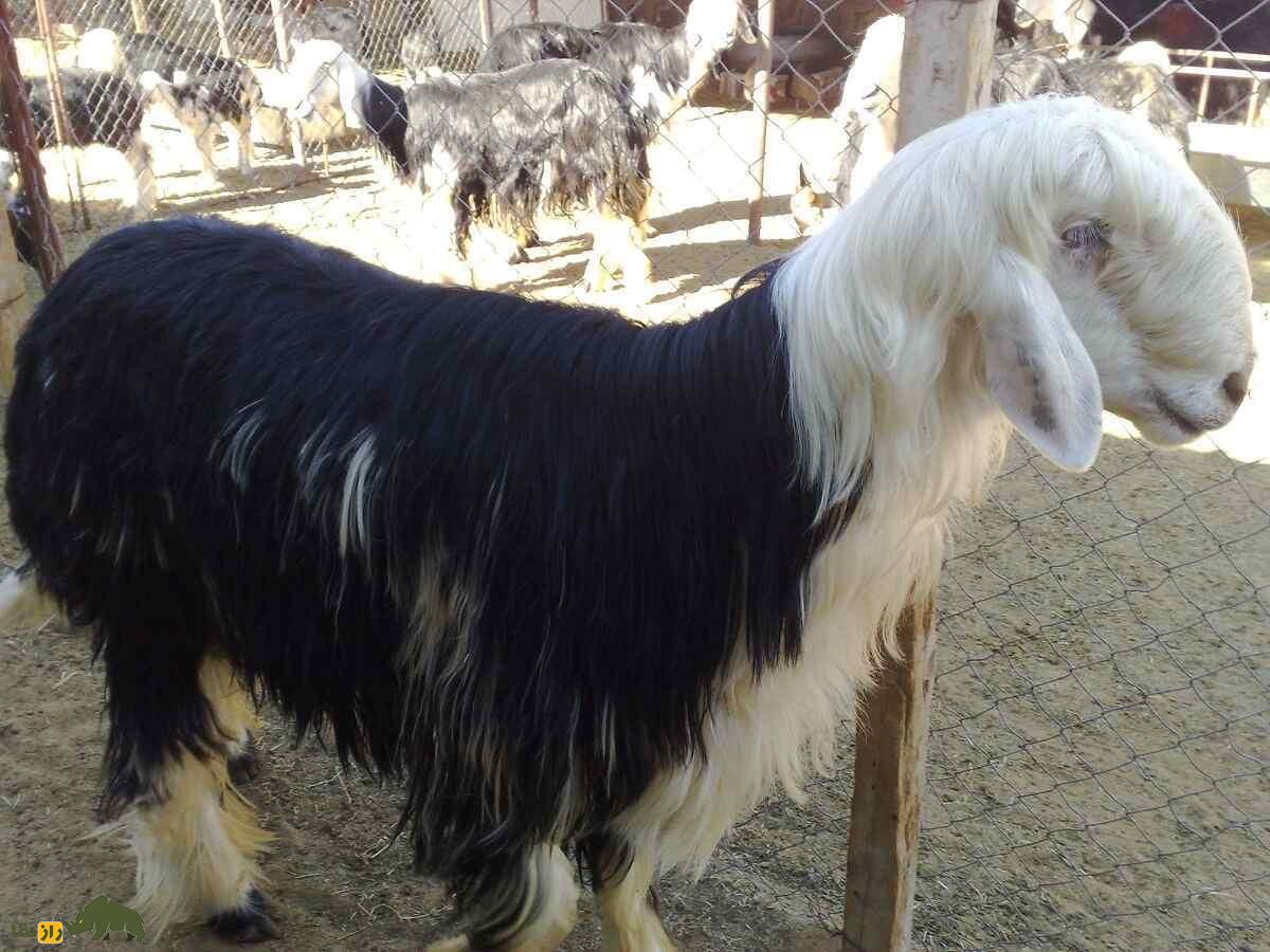 گوسفند «نجدی»؛ گوسفند عربستانی ۱۲۰ کیلویی که ۱۰ هزار دلار قیمت دارد