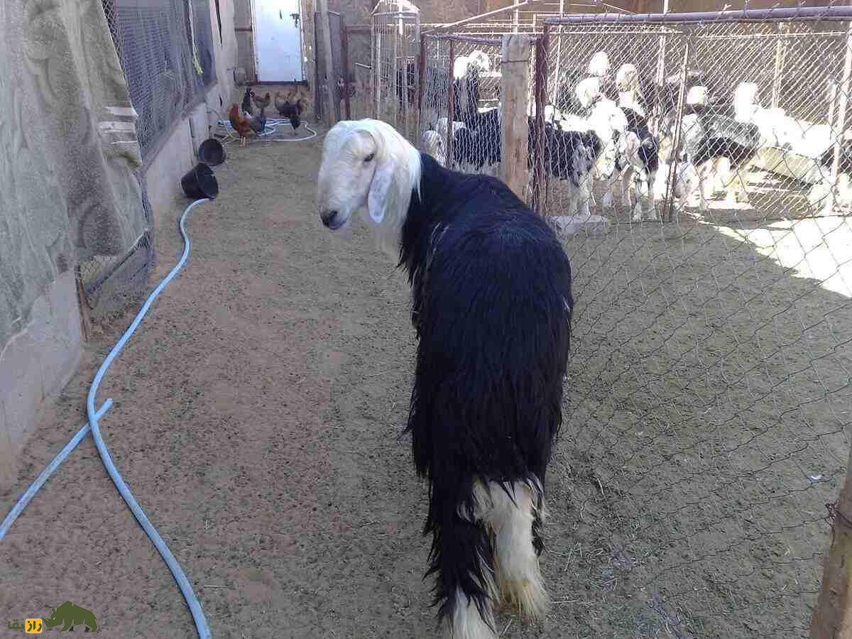 گوسفند «نجدی»؛ گوسفند عربستانی ۱۲۰ کیلویی که ۱۰ هزار دلار قیمت دارد