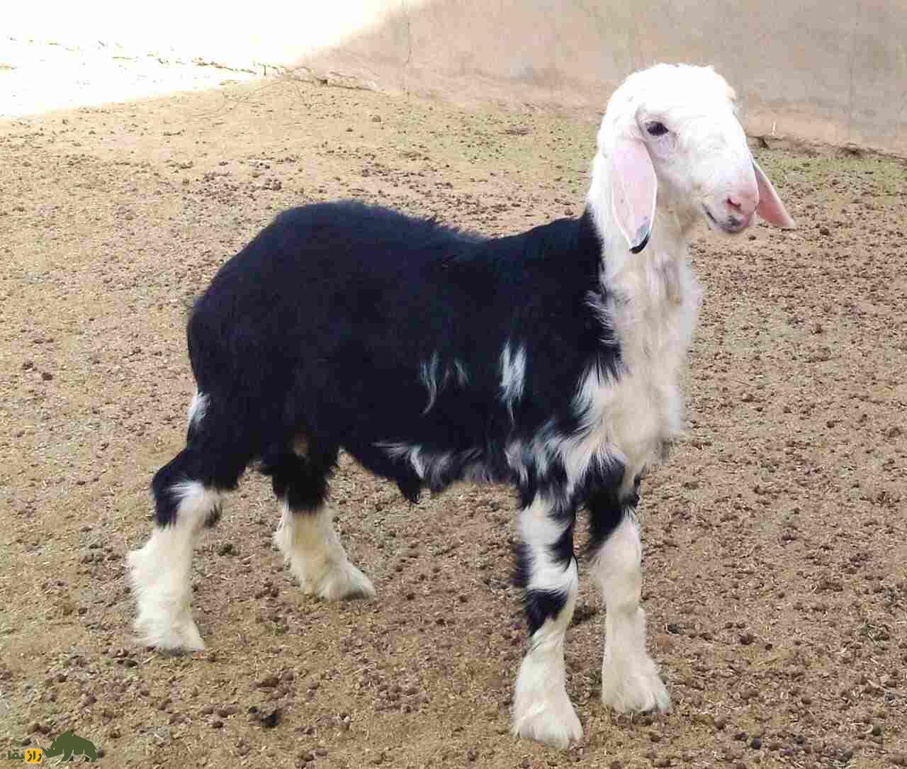 گوسفند «نجدی»؛ گوسفند عربستانی ۱۲۰ کیلویی که ۱۰ هزار دلار قیمت دارد