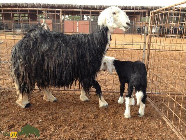 گوسفند «نجدی»؛ گوسفند عربستانی ۱۲۰ کیلویی که ۱۰ هزار دلار قیمت دارد