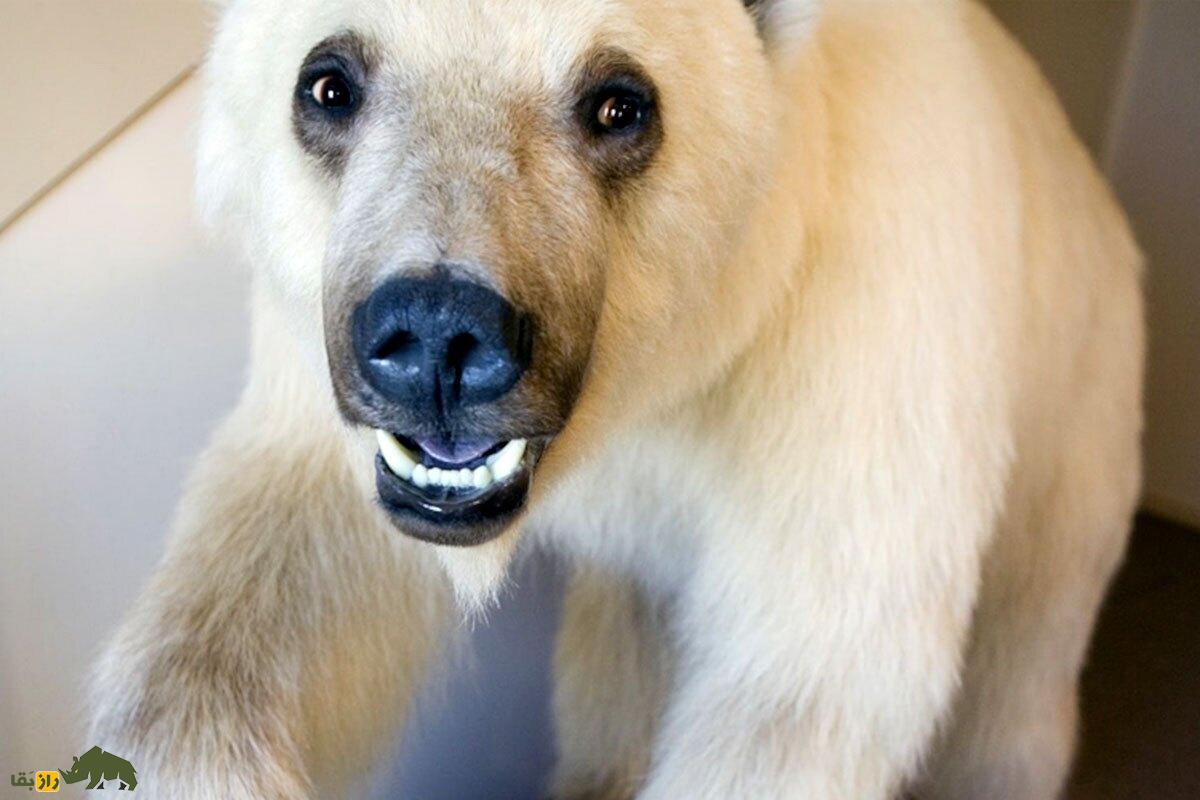 «پیزلی»؛ خرس دورگه کمیابی که محصول جفت‌گیری گریزلی و خرس قطبی است