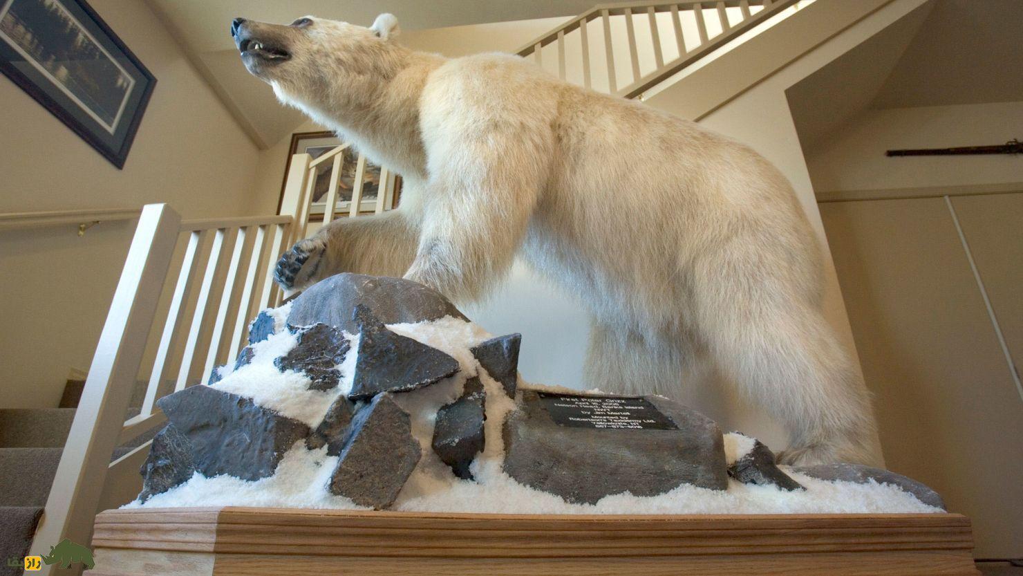 «پیزلی» خرس دورگه کمیاب که محصول جفت‌گیری گریزلی و خرس قطبی است