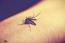 چرا پشه‌ها دقیقا زیر گوش‌مان وزوز می‌کنند؟