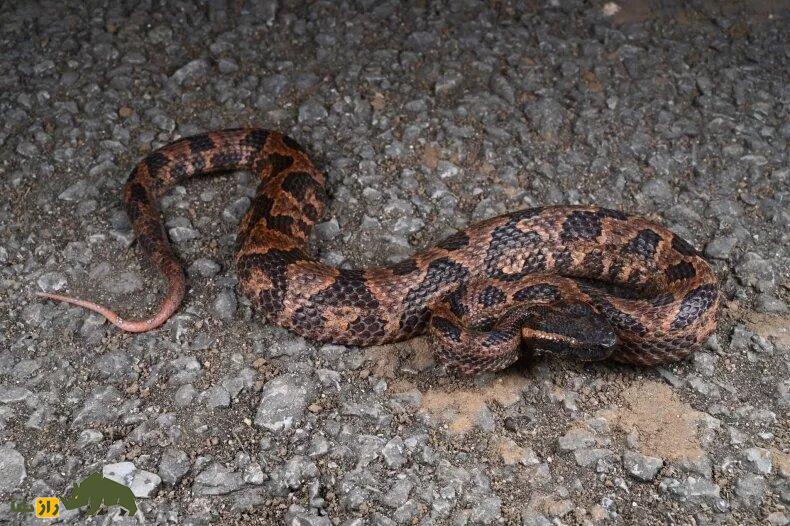 (عکس) مار فراری؛ کشف یک گونه افعی تکامل‌یافته در چین!