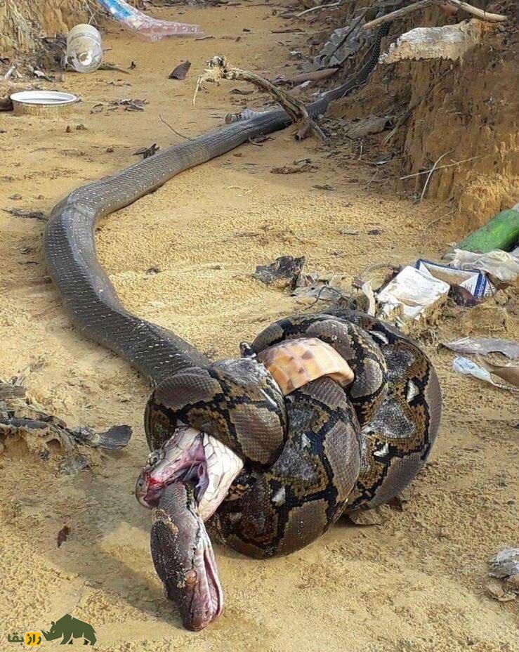 تصویر هولناک از مبارزه خونین شاه کبرا با مار پیتون‌
