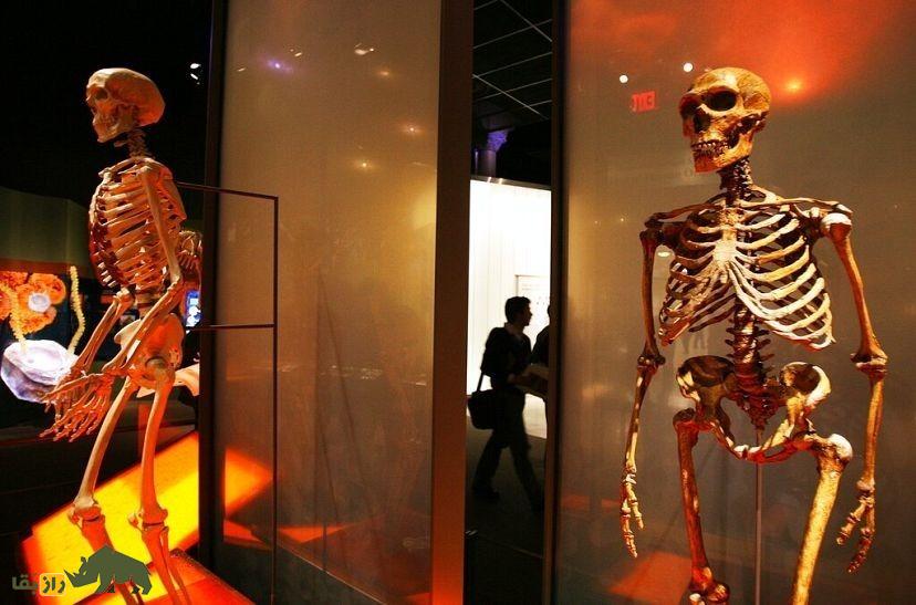 انسان‌ها و نئاندرتال‌ها تنها در یک دوره کوتاه با هم رابطه جنسی داشته‌اند