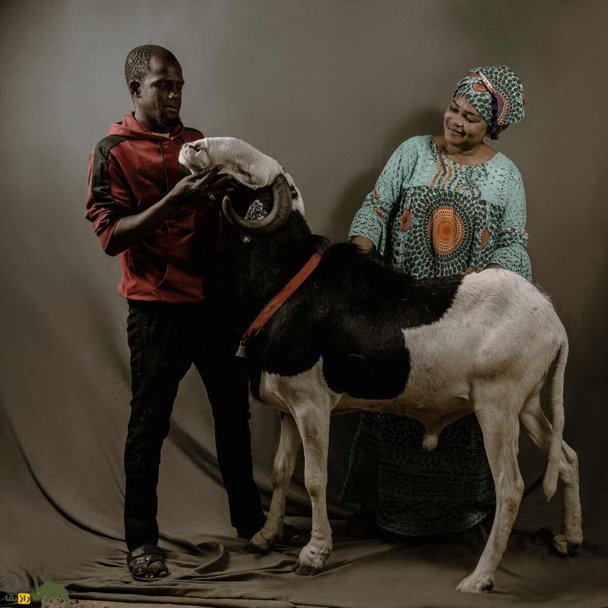 گوسفند «لادوم» سنگال؛ «رولکس گوسفندان» با قیمت ۵ میلیارد تومان