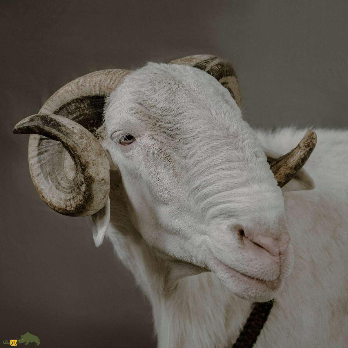 گوسفند «لادوم» سنگال؛ «رولکس گوسفندان» با قیمت ۵ میلیارد تومان