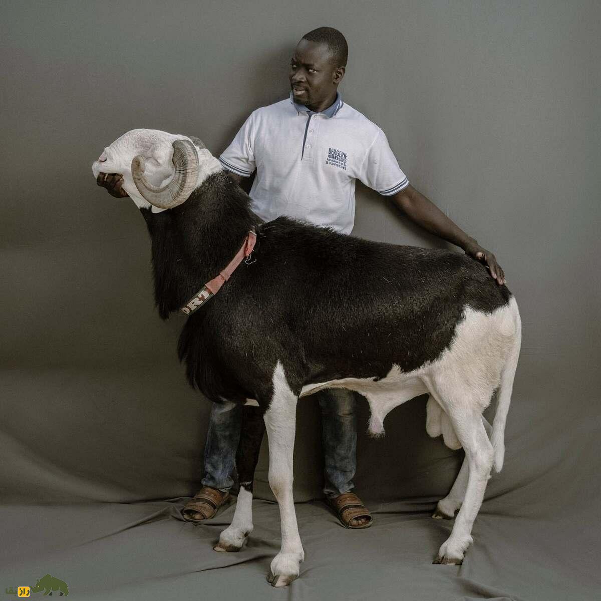 گوسفند «لادوم» سنگال؛ «رولکس گوسفندان» با قیمت ۵ میلیارد تومان