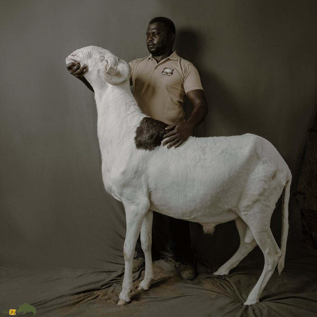 گوسفند «لادوم» سنگال؛ «رولکس گوسفندان» با قیمت ۵ میلیارد تومان