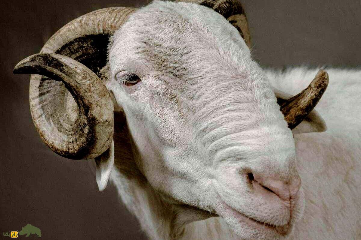گوسفند «لادوم»؛ پادشاه گوسفندان که ۶ میلیارد تومان قیمت دارد و در عید قربان، قربانی نمی‌شود!