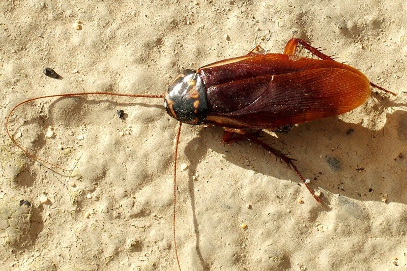 سوسکها چطور در سراسر دنیا پخش شدند؟ سوسکها چطور در سراسر دنیا پخش شدند؟