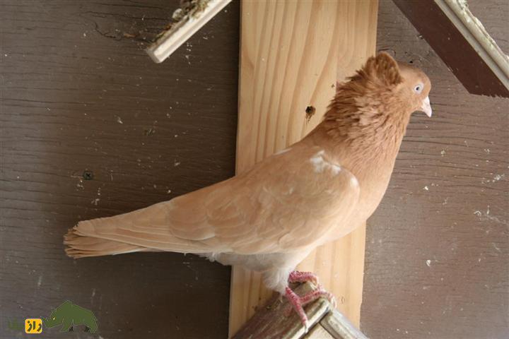 کبوتر «ارمنی»؛ کفتر پشتکزنی که مهارتهای آکروباتیک فوقالعاده دارد کبوتر «ارمنی»؛ کفتر پشتکزنی که مهارتهای آکروباتیک فوقالعاده دارد