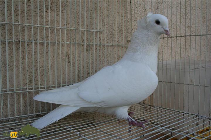 کبوتر «ارمنی»؛ کفتر پشتکزنی که مهارتهای آکروباتیک فوقالعاده دارد کبوتر «ارمنی»؛ کفتر پشتکزنی که مهارتهای آکروباتیک فوقالعاده دارد