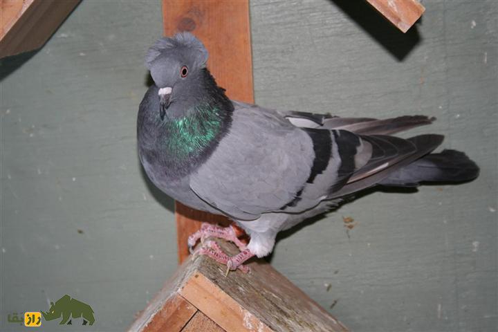 کبوتر «ارمنی»؛ کفتر پشتکزنی که مهارتهای آکروباتیک فوقالعاده دارد کبوتر «ارمنی»؛ کفتر پشتکزنی که مهارتهای آکروباتیک فوقالعاده دارد