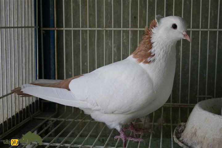 کبوتر «ارمنی»؛ کفتر پشتکزنی که مهارتهای آکروباتیک فوقالعاده دارد کبوتر «ارمنی»؛ کفتر پشتکزنی که مهارتهای آکروباتیک فوقالعاده دارد