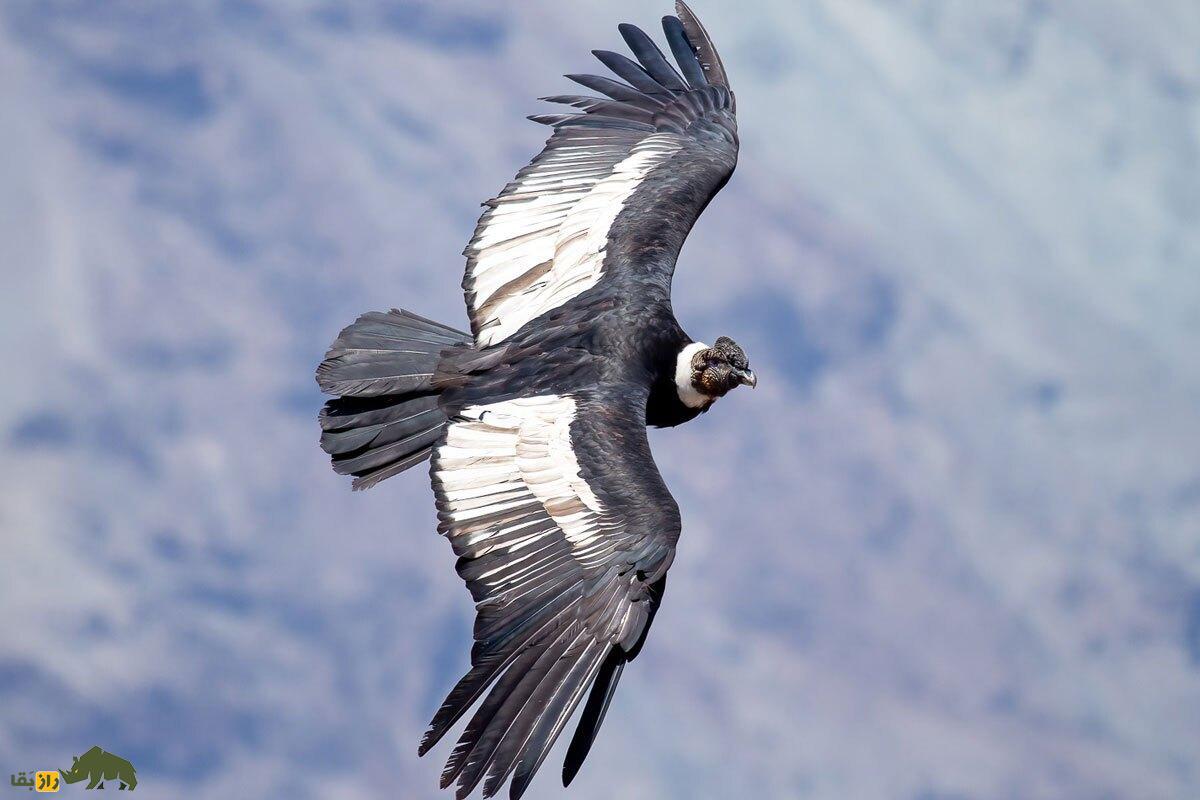 پرنده‌ای که ۱۶۰ کیلومتر را بدون بال زدن پرواز می‌کند!