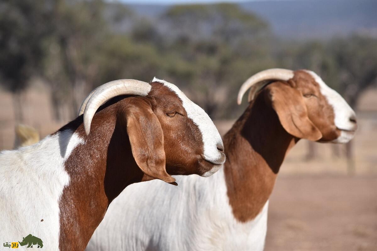 بز «بوئر»؛ «سوپر مُدِل» تمام بز‌های جهان که حتی برای عکاسی ژست می‌گیرد