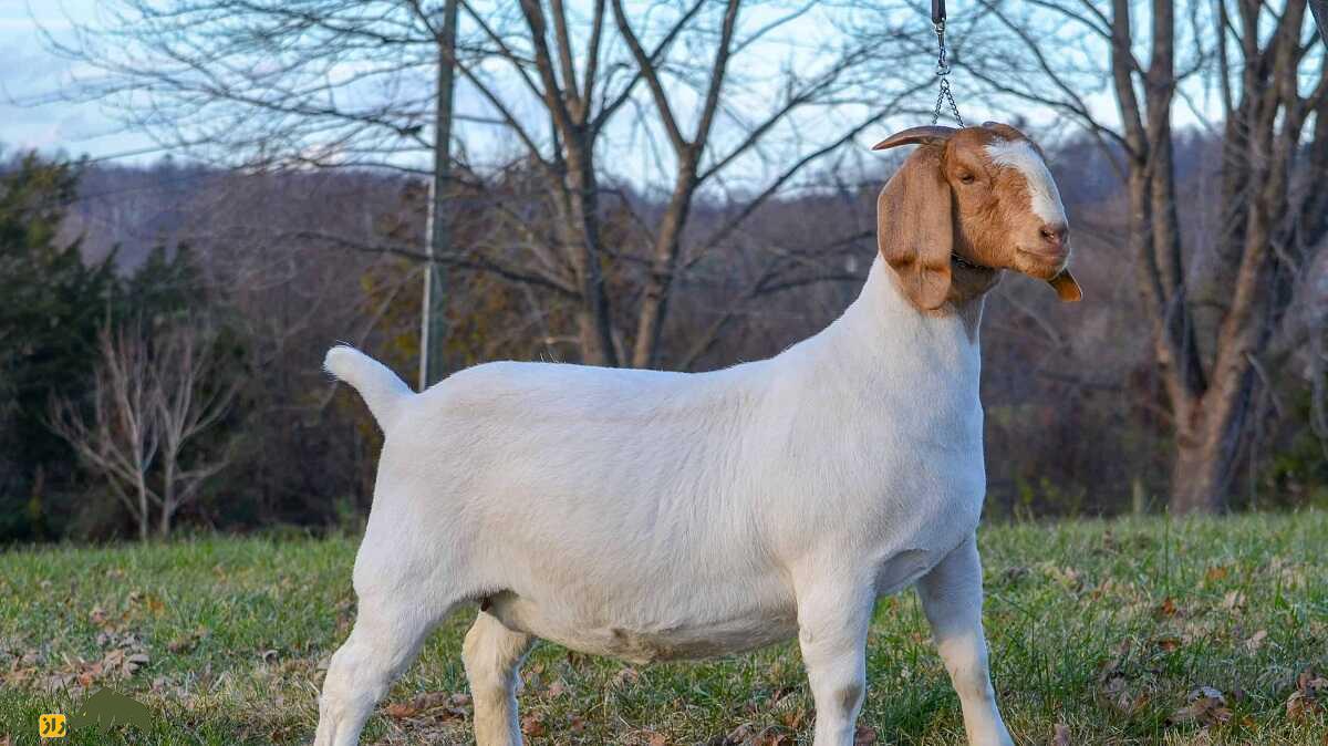 بز «بوئر»؛ «سوپر مُدِل» تمام بز‌های جهان که حتی برای عکاسی ژست می‌گیرد